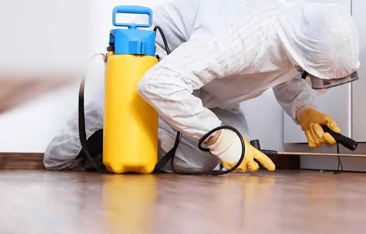 General pest control in a Torrance home